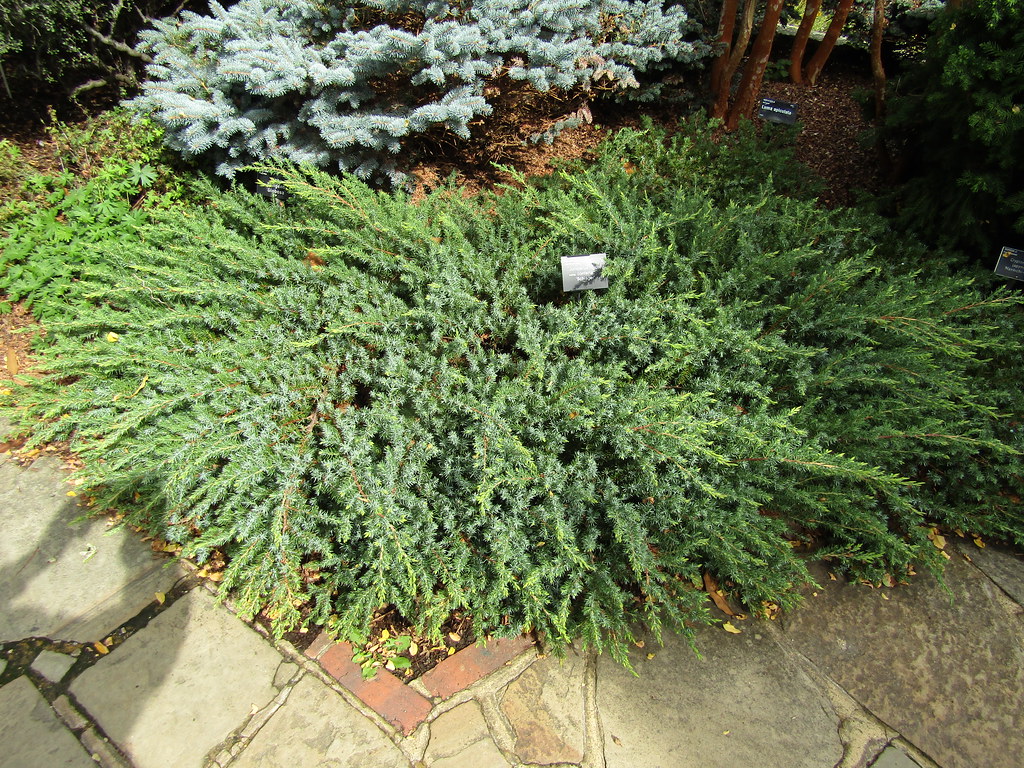 juniperus_schlager1