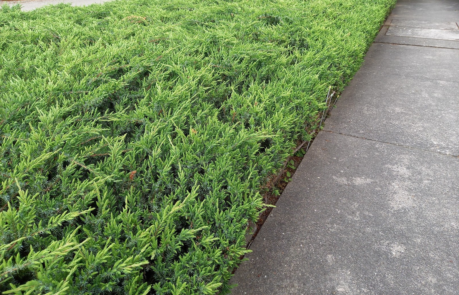 juniperus_schlager2