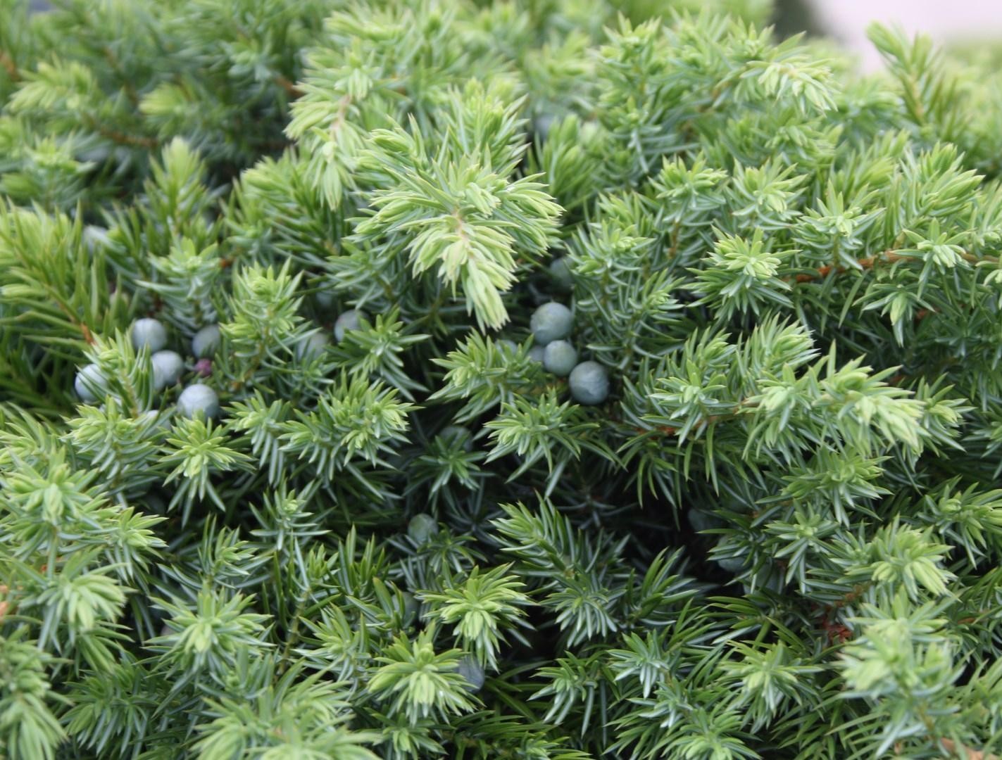 juniperus_schlager3