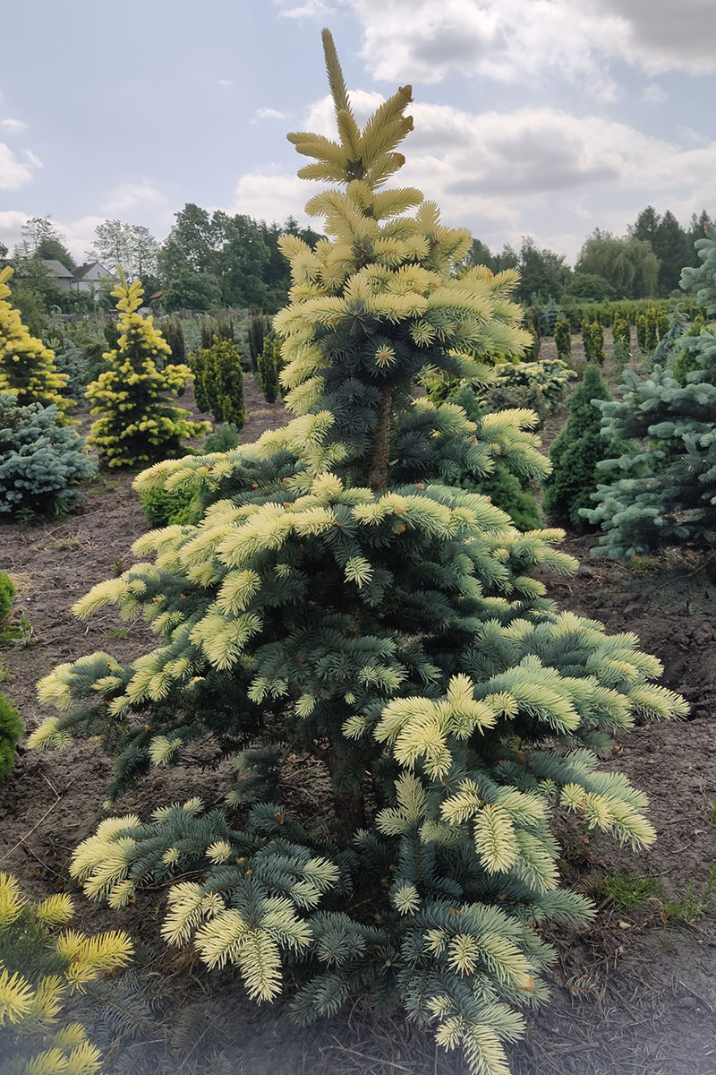 picea_bialobok1