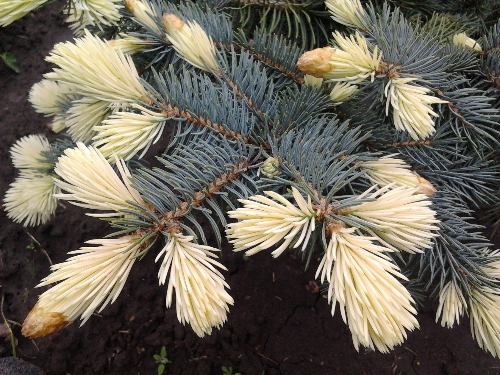 picea_bialobok2