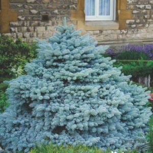 Ялина колюча Glauca Globosa
