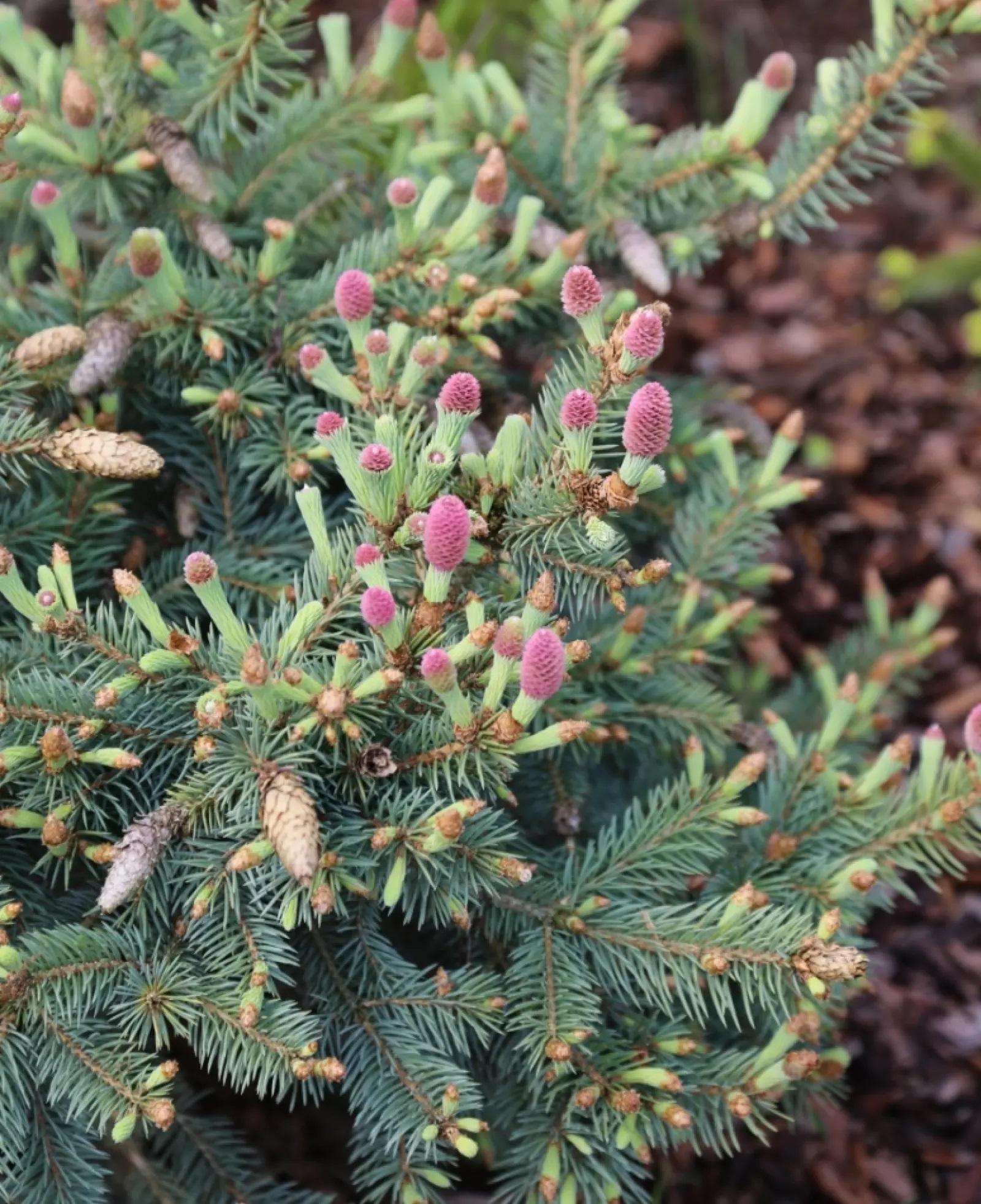 picea_herman_naue2