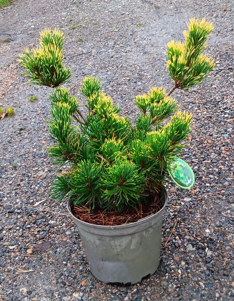 pinus_goldilocks1