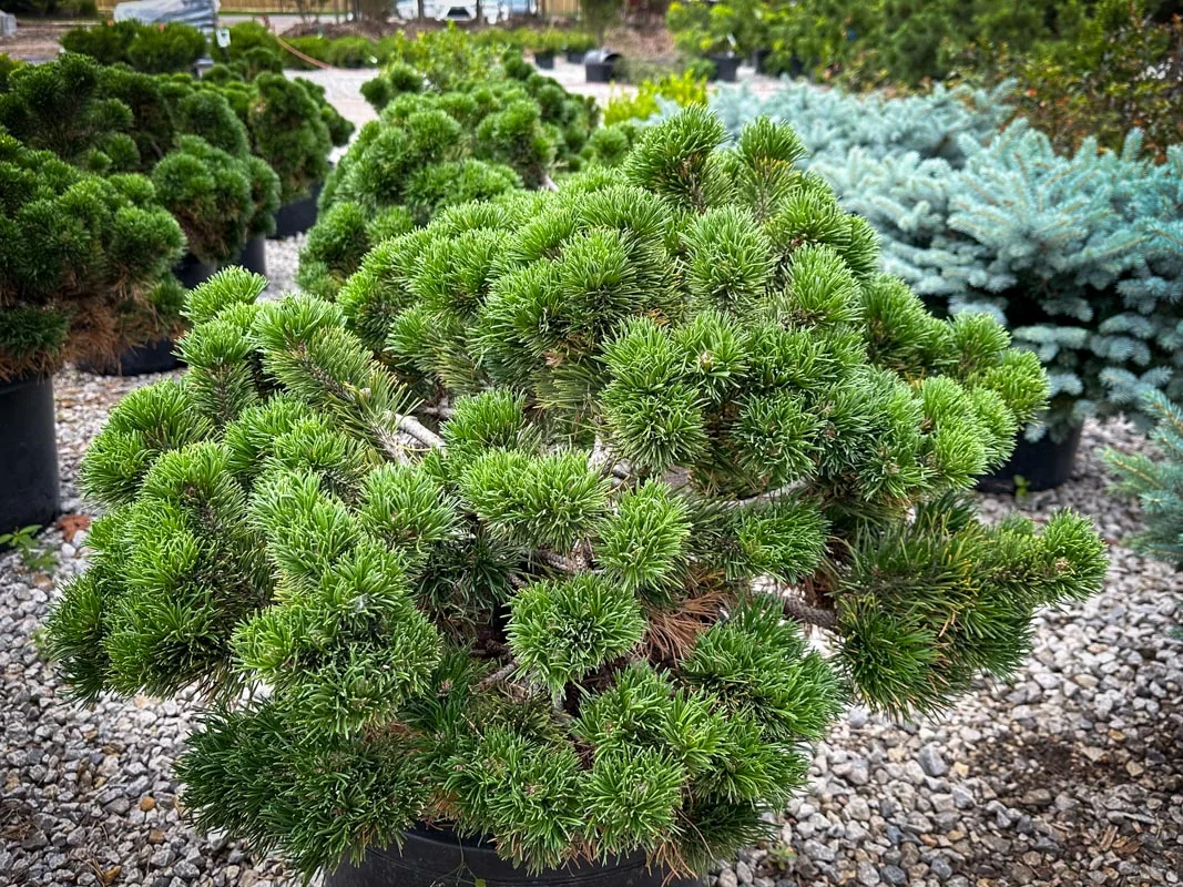 pinus_jakobsen1