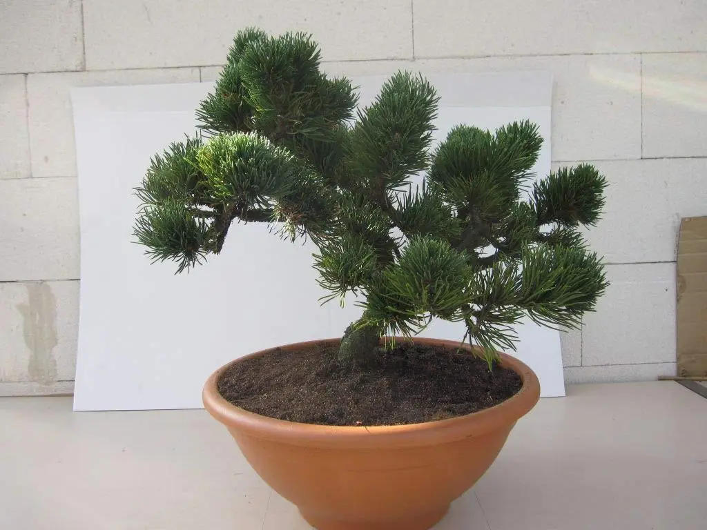 pinus_jakobsen2