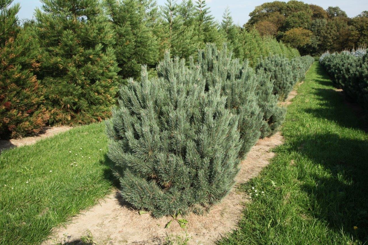 pinus_watereri1