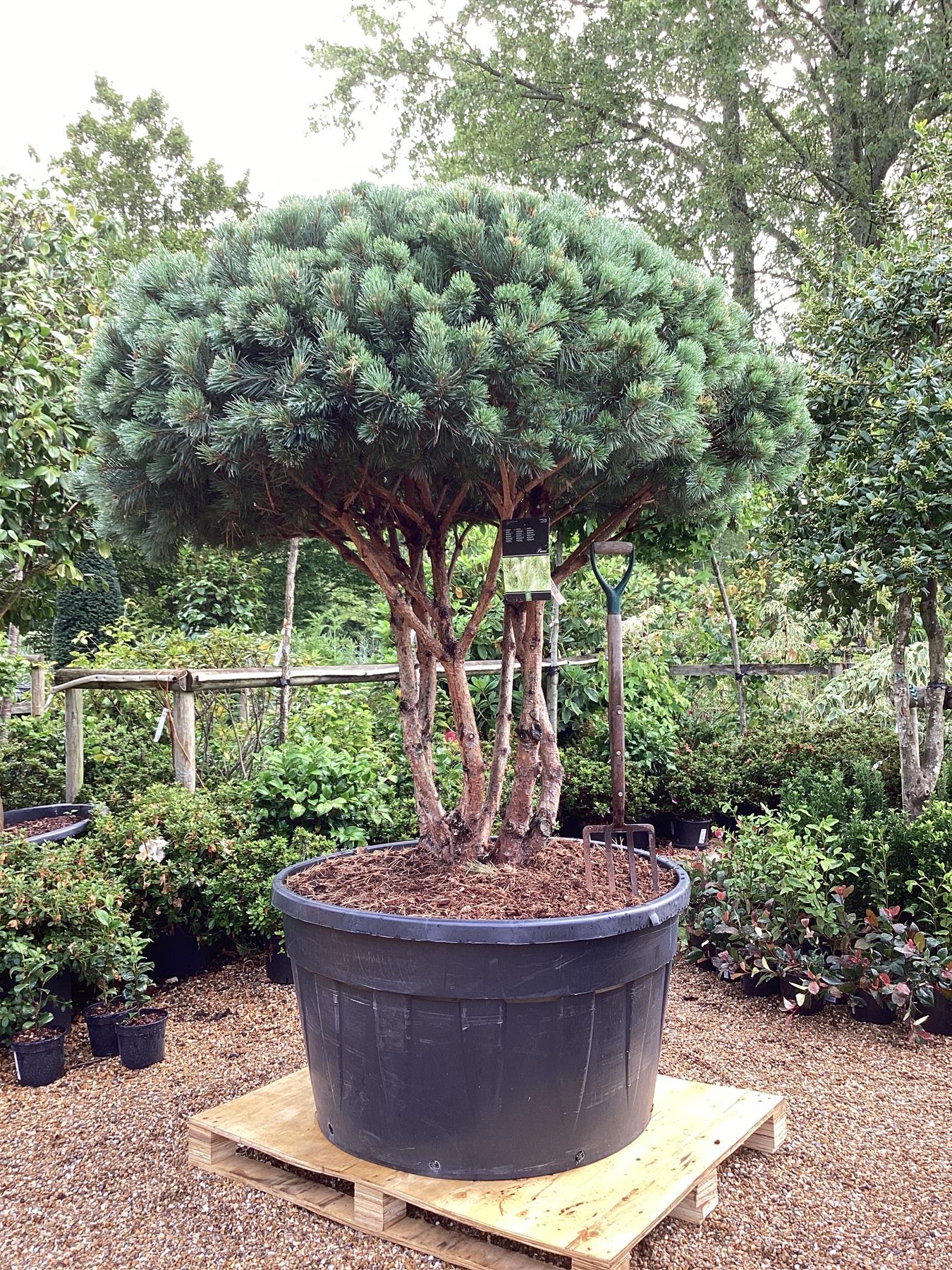 pinus_watereri2