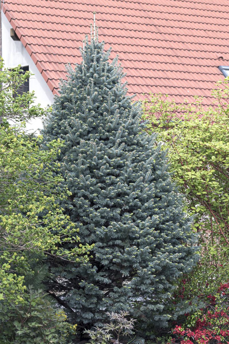 Abies lasiocarpa ‘Compacta’