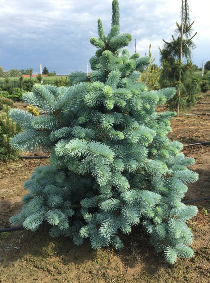 abies_lasiocarpa_compacta2