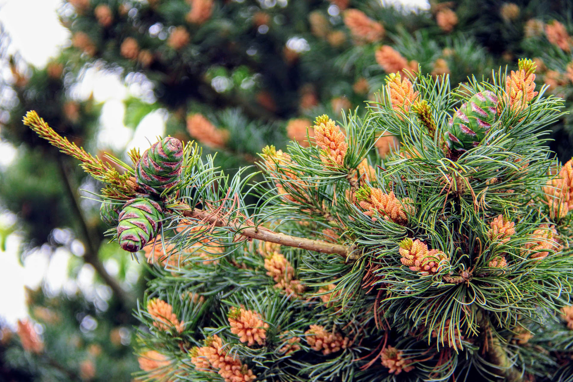 1.-Pinus-parviflora-Fukuzumi-2