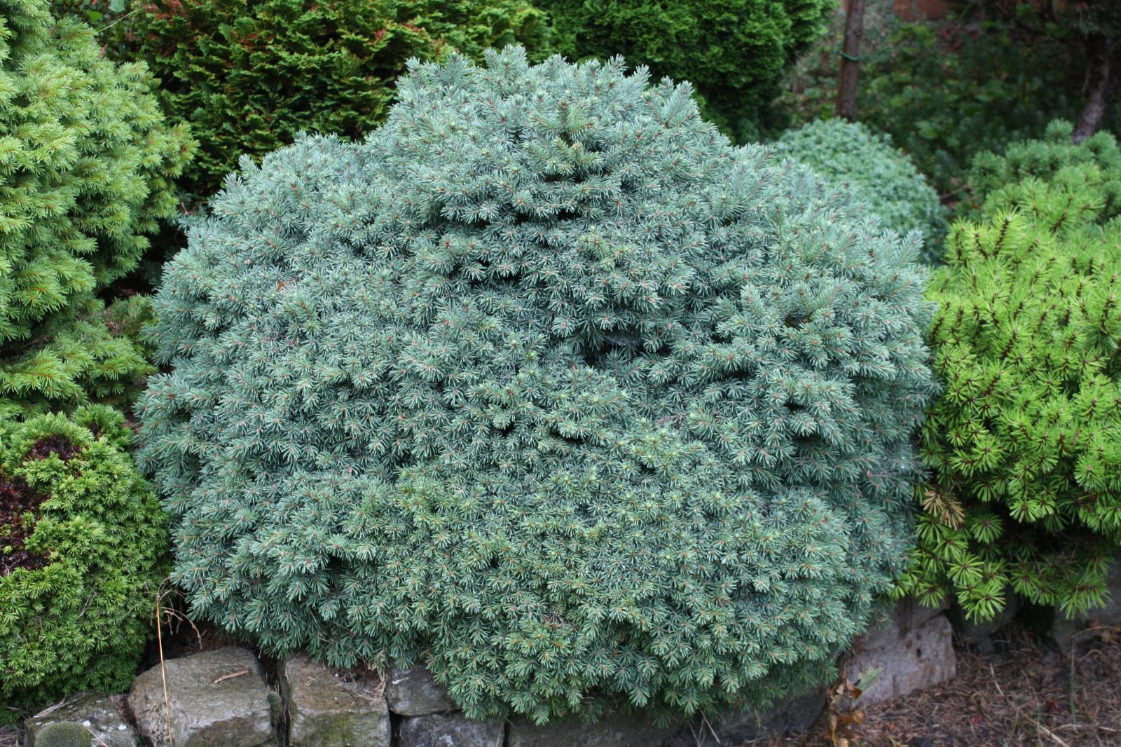 picea-glauca-echiniformis