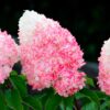 Гортензія волотиста Living Pink Rose
