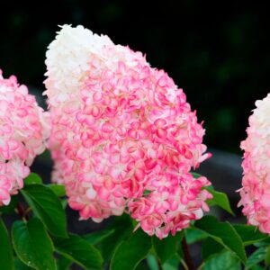 Гортензія волотиста Living Pink Rose