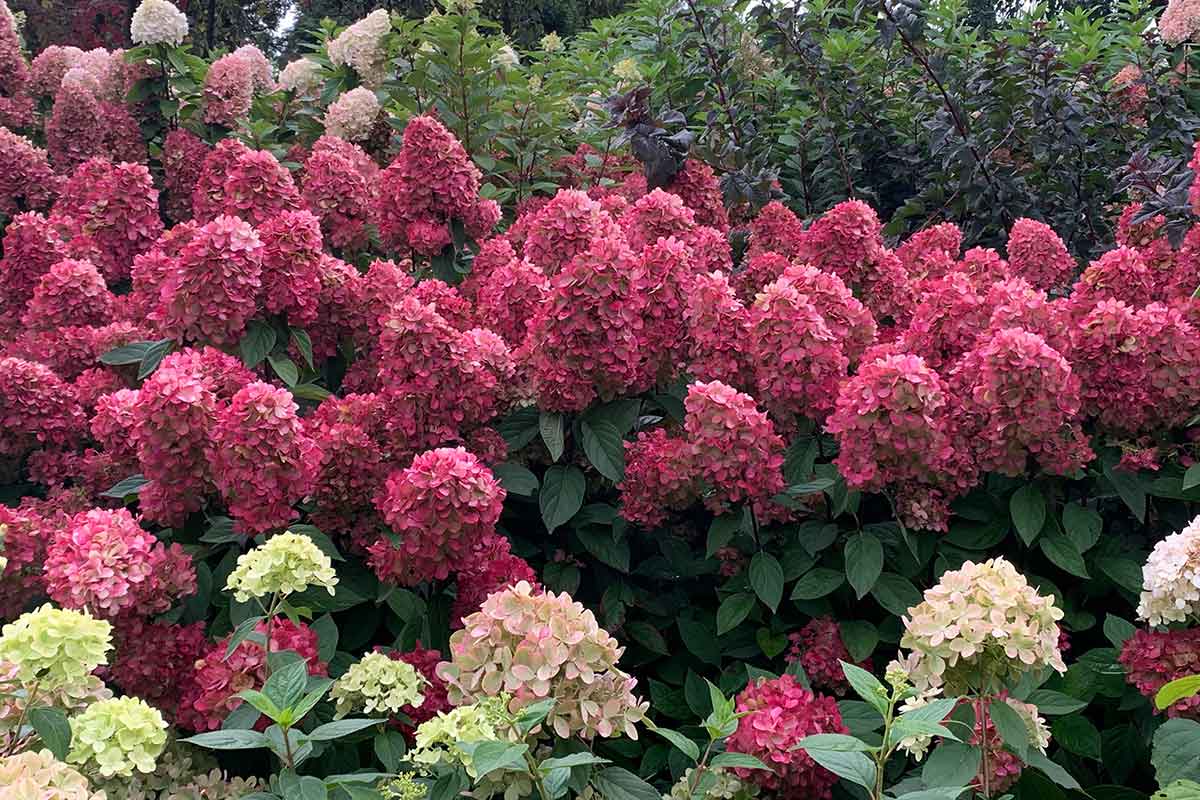 Hydrangea-bonfire3_f54dc7c3-0420-45c9-8dc0-7859f87d38f0