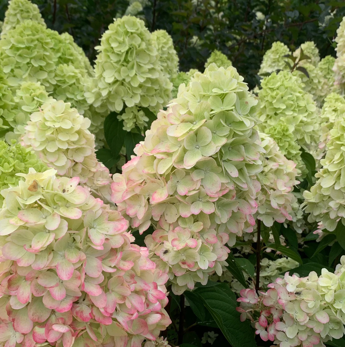 HydrangeapanBonfire_8_1200x1205