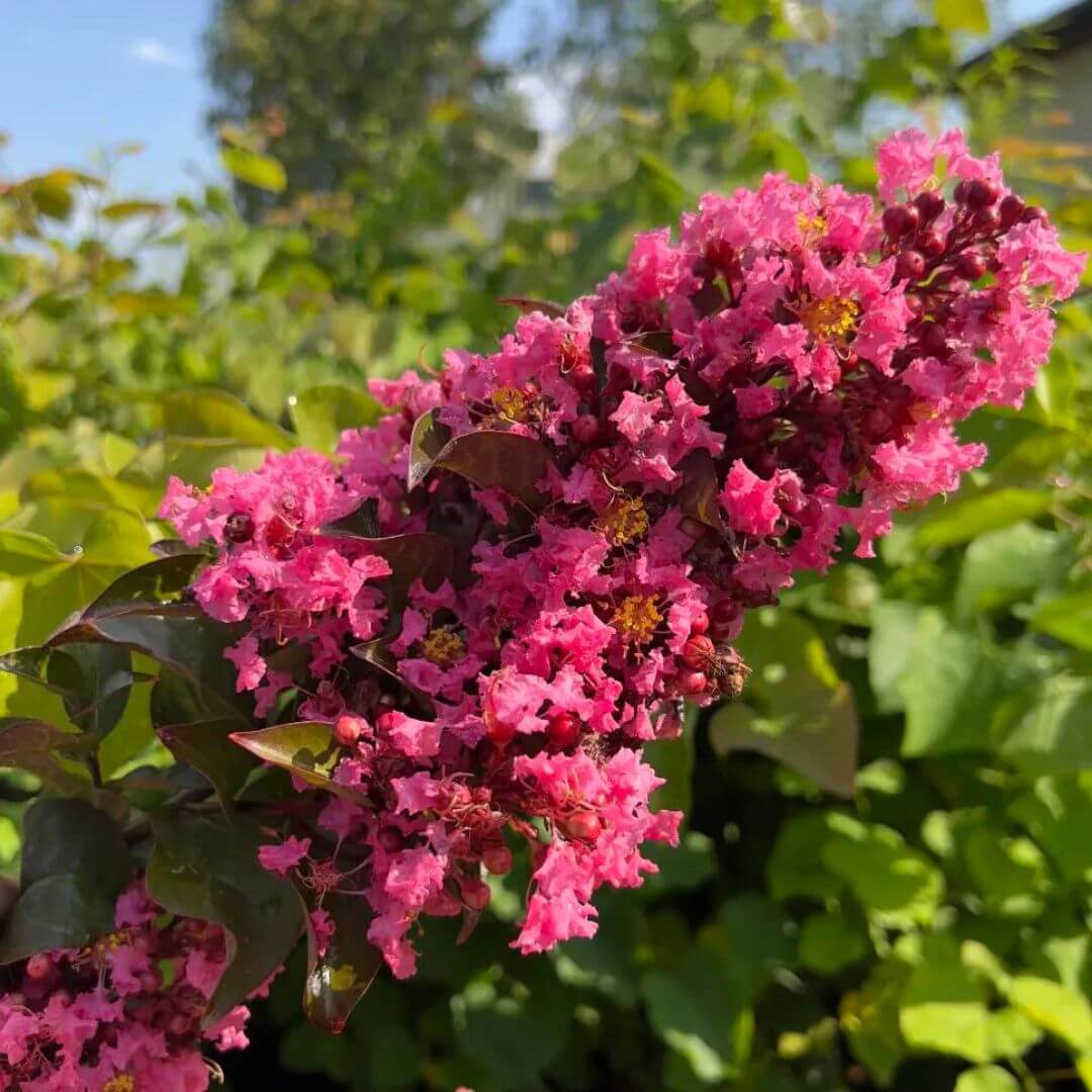 Lagerstroemia-Coral-Magic-sadzonka