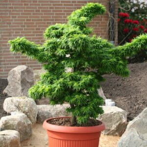 Клен японський Mikawa Yatsubusa