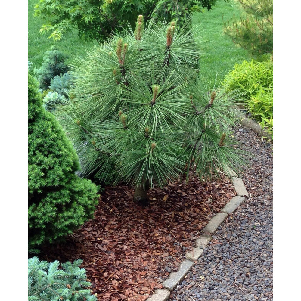 Pinus-Jeffrei-Joppi-06-1000×1000