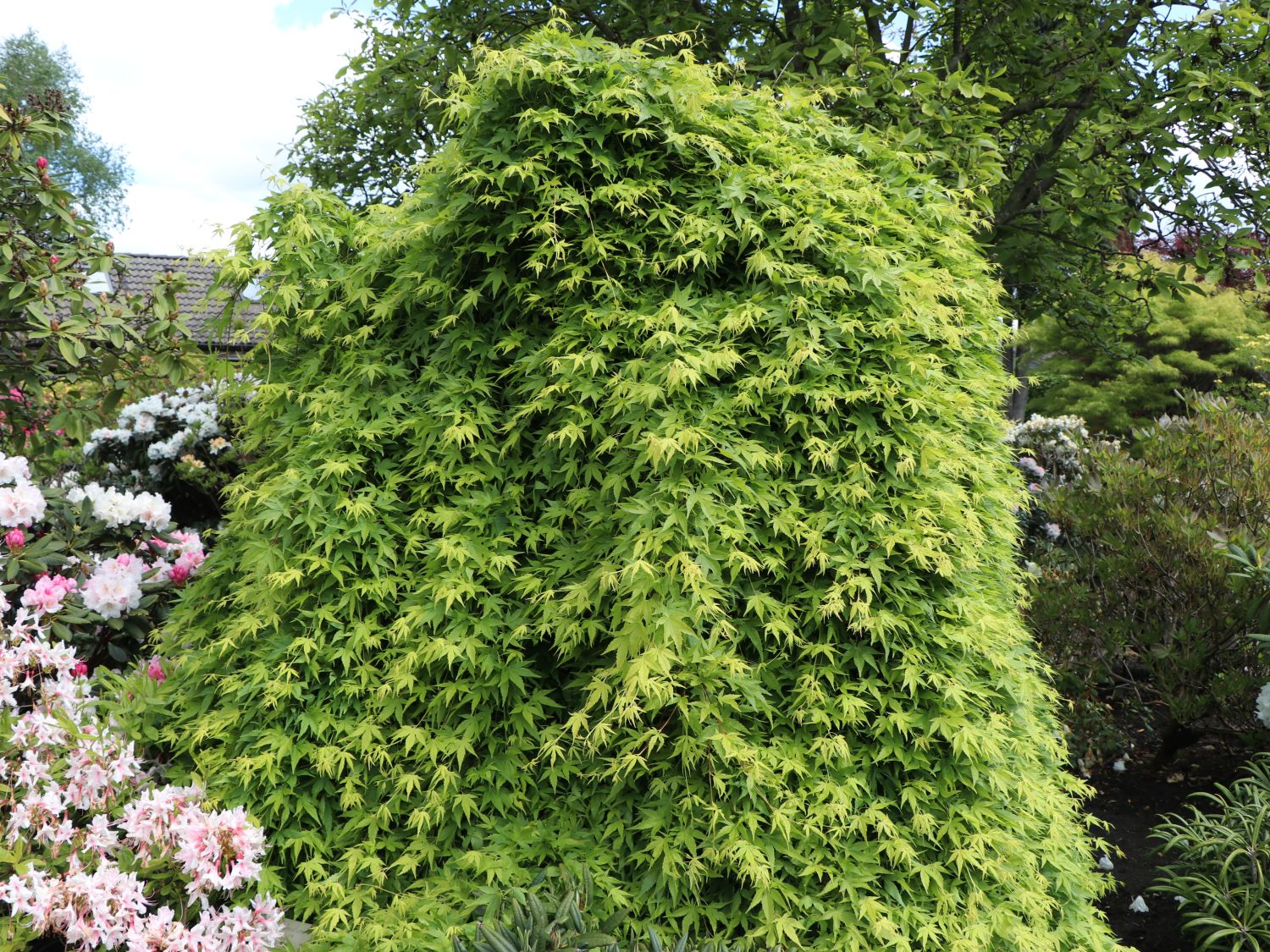 Fächerahorn ‘Ryusen’ – Acer palmatum ‘Ryusen’