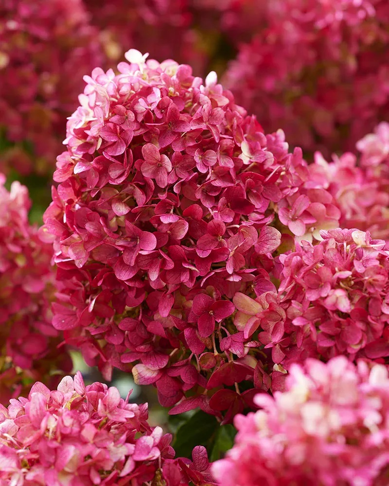hortensia-paniculata-petite-cherry-4