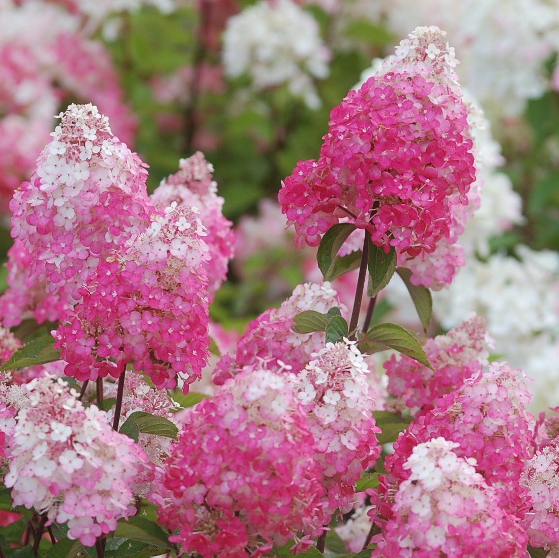 hydrangea-framboisine-rensam-02