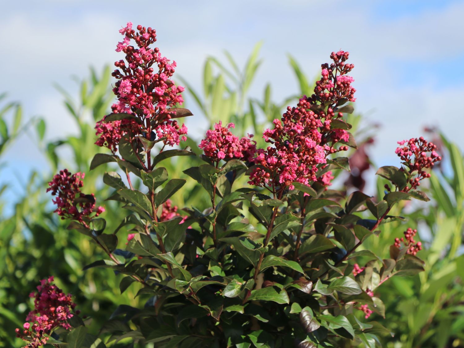 Kreppmyrte First Editions® ‘Coral Magic’ – Lagerstroemia indica First Editions ® ‘Coral Magic’