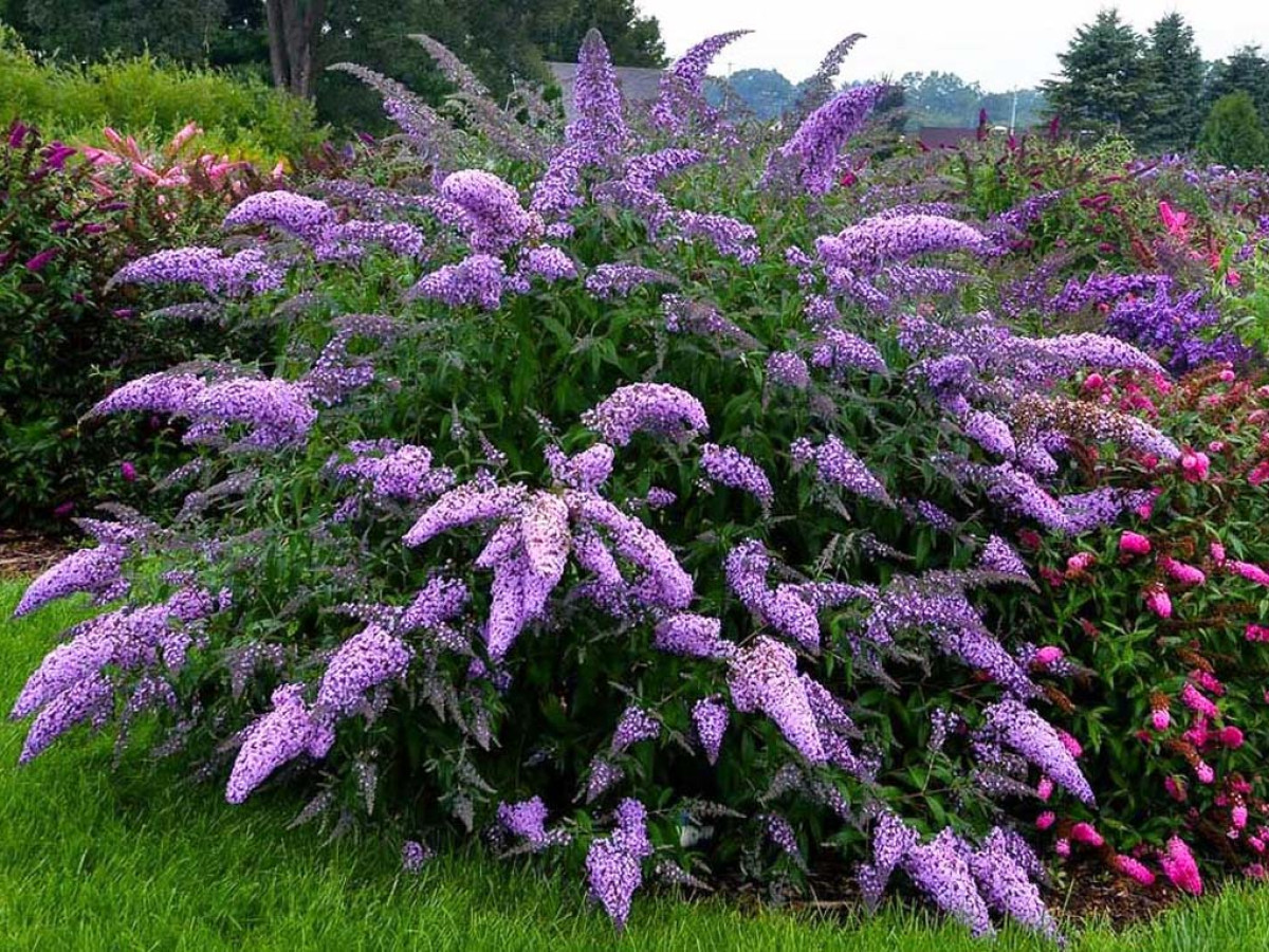 buddleja-enc-top-1200×900