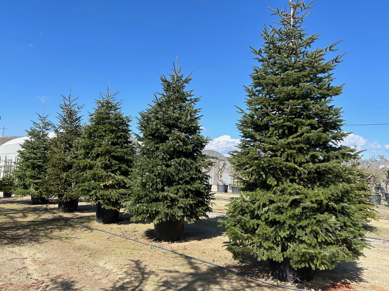 1-Abies-Nordmanniana-Viveros-de-Cardedeu