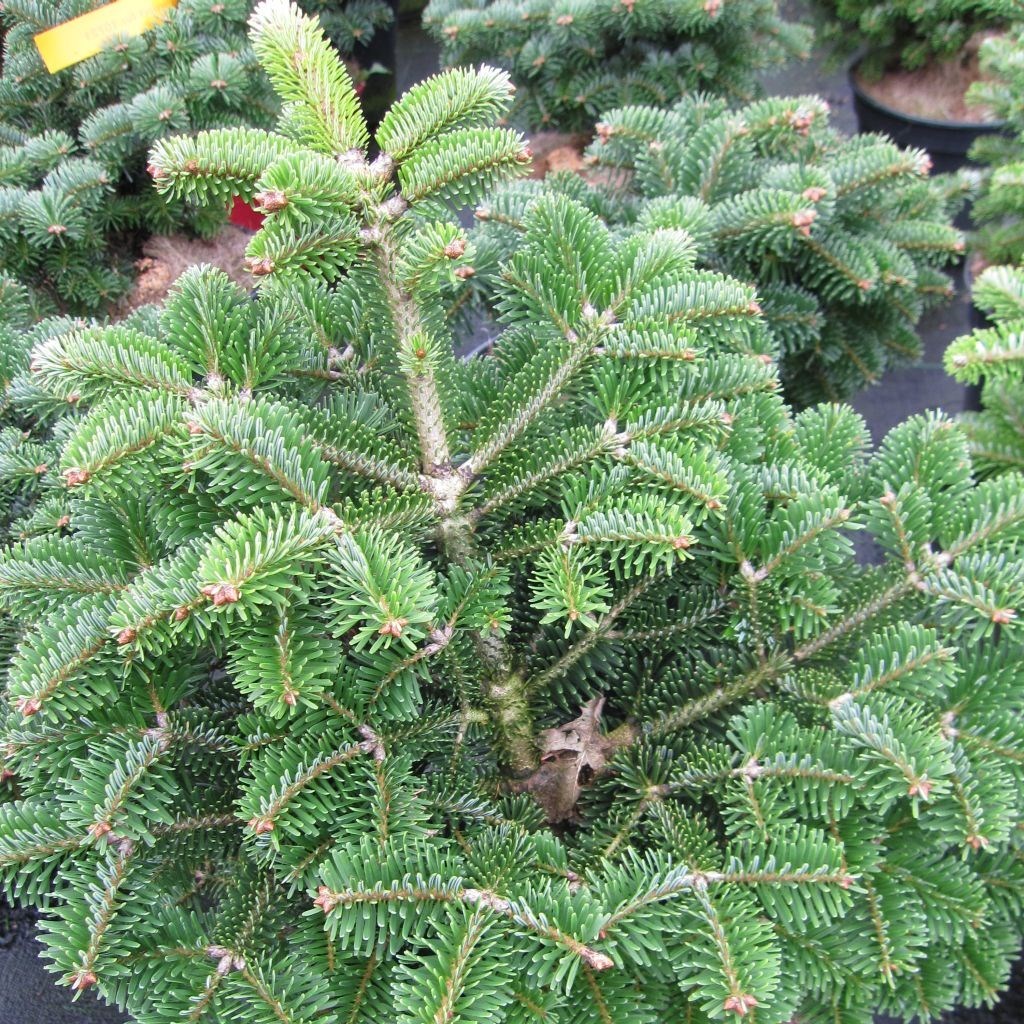 Abies Dobrichovice1