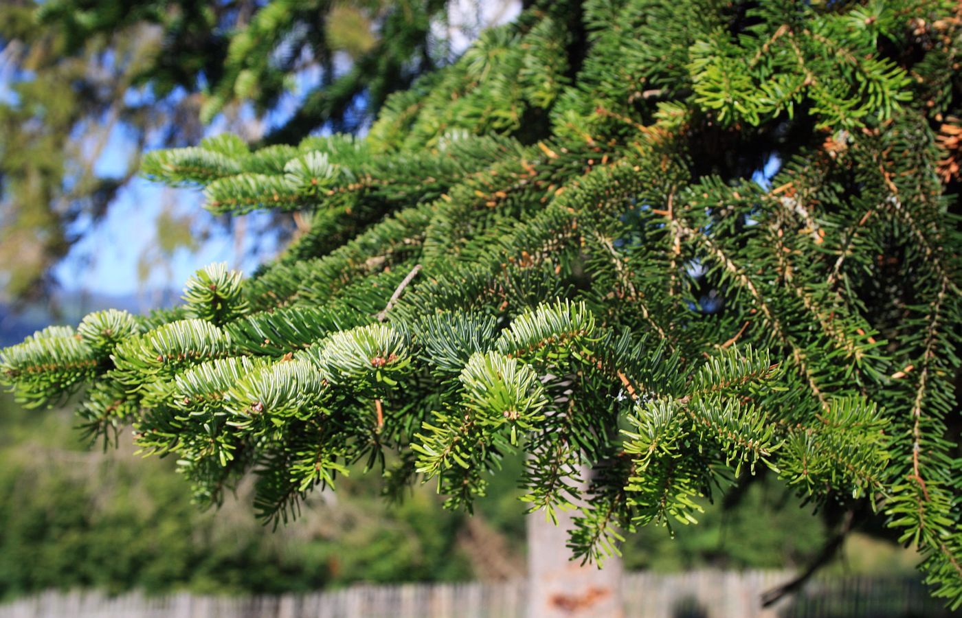 Abies_nordmanniana_2