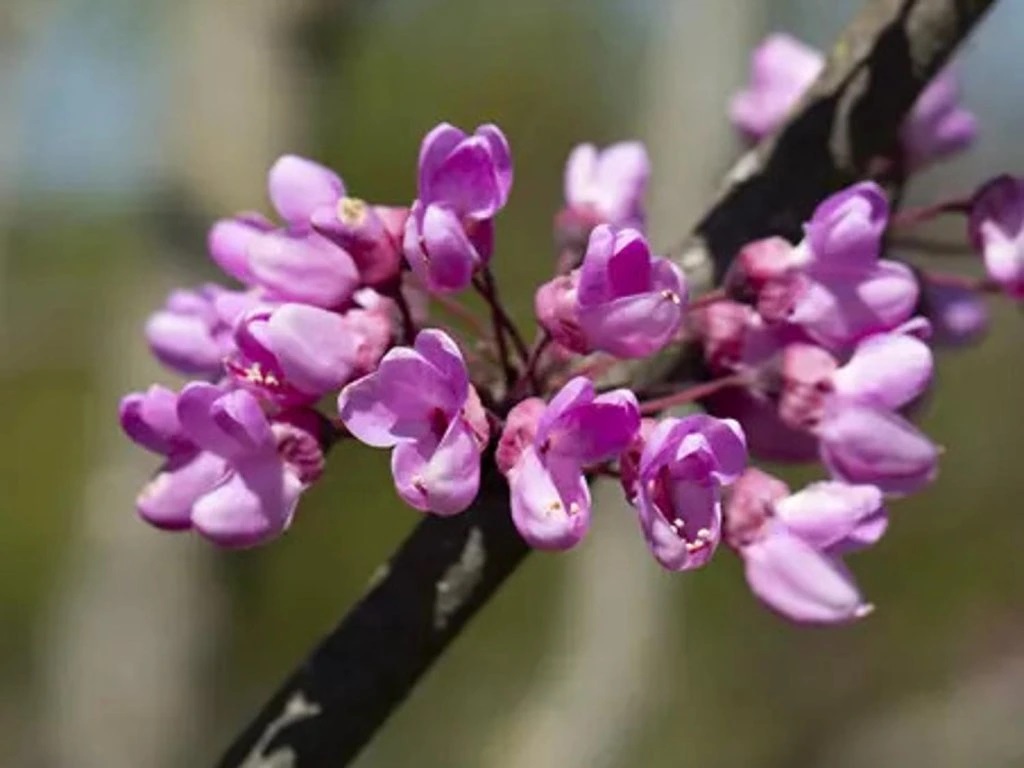 117109-6_cercis-siliquastrum-452×500-proportionalsmallest