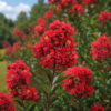 Лагерстремія індійська Enduring Summer Red