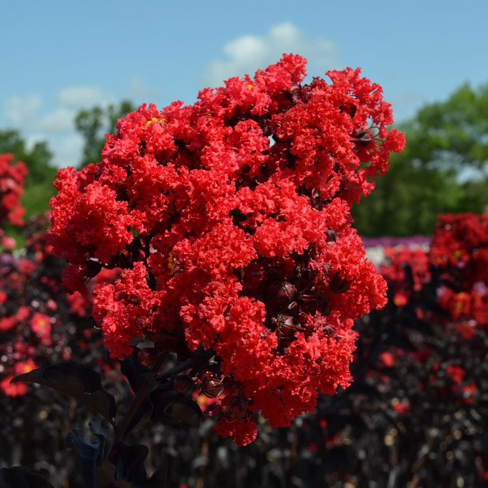 Black_Diamond_Crape_Myrtle_3_FGT