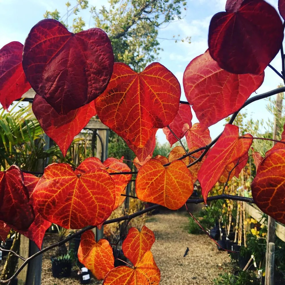 Cercis-canadensis-Ruby-Falls
