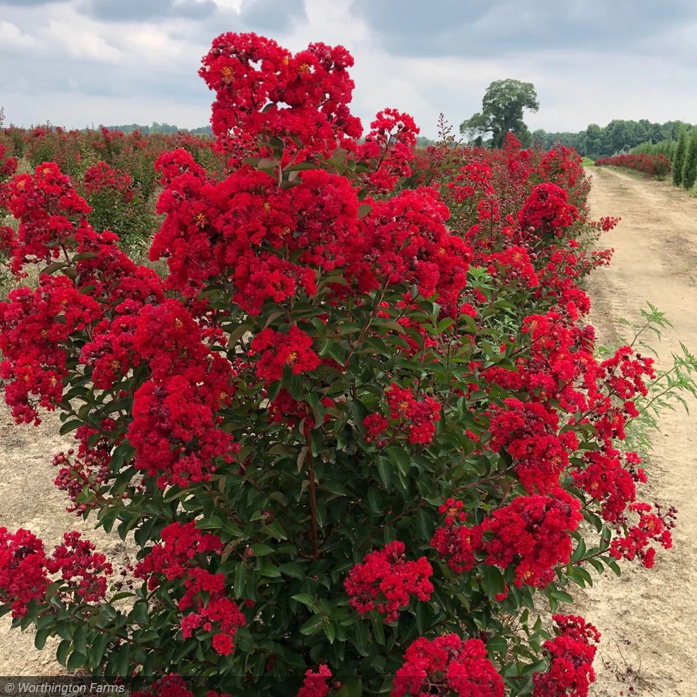 CrapeMyrtle_MissFrances_01_1200x1200