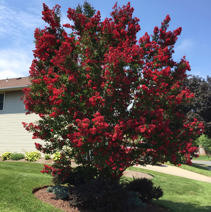 Lagerstroemia-Red-Hot-GS-2