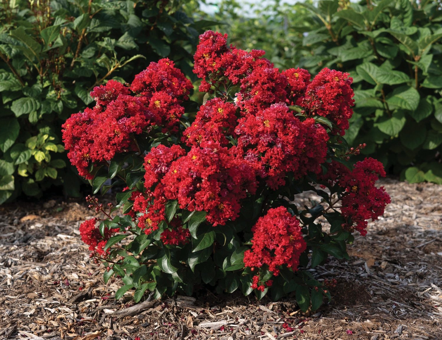 Lagerstroemia_BelliniCherry_Habit_006
