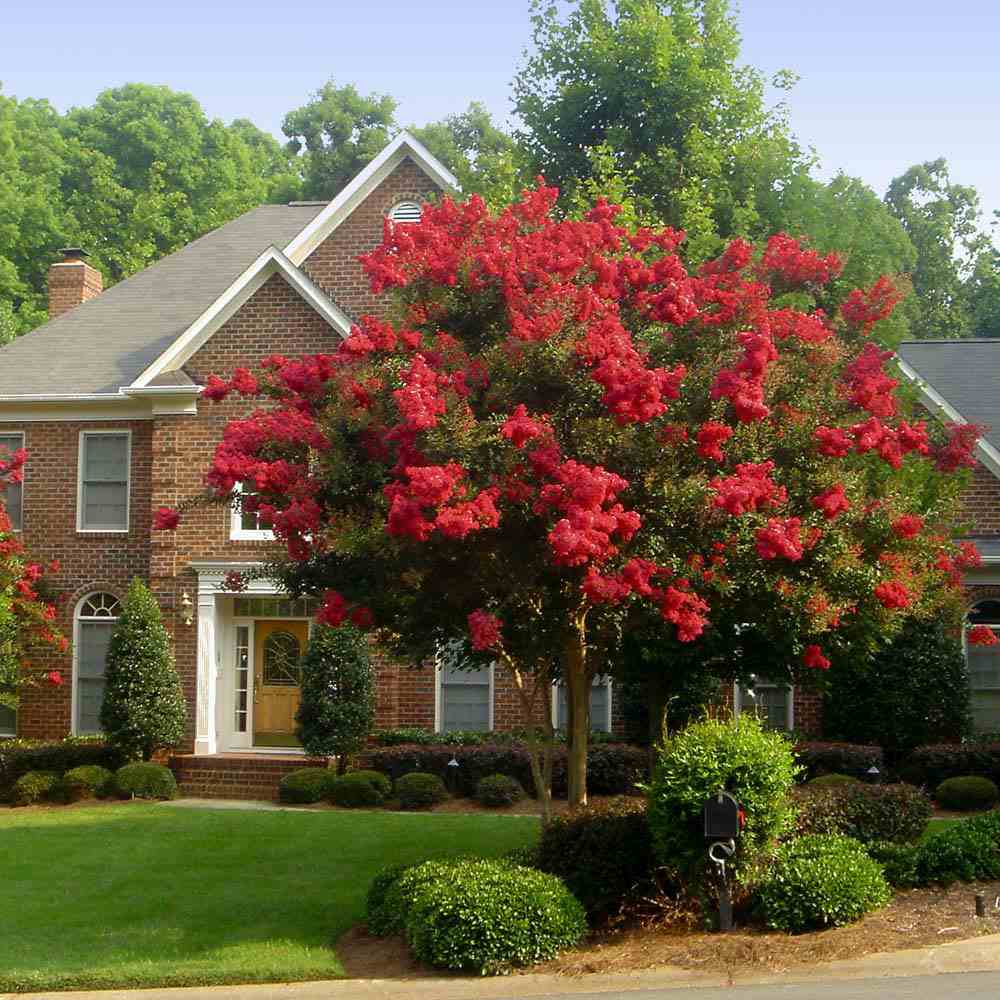 Lagerstroemia_Indica_Double_Feature (1)
