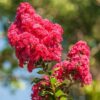 Лагерстремія індійська Best Red