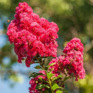 Лагерстремія індійська Best Red