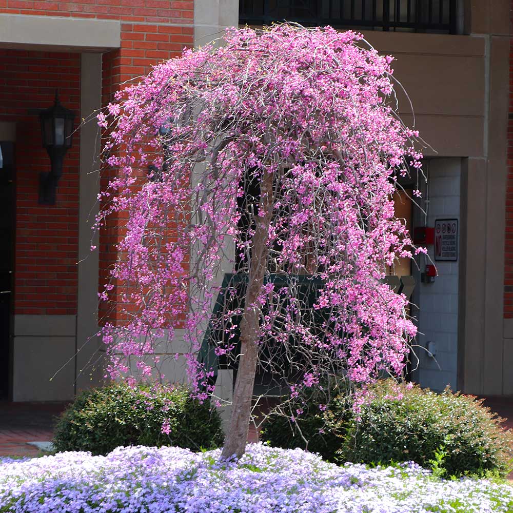Ruby_Falls_Redbud_9_FGT
