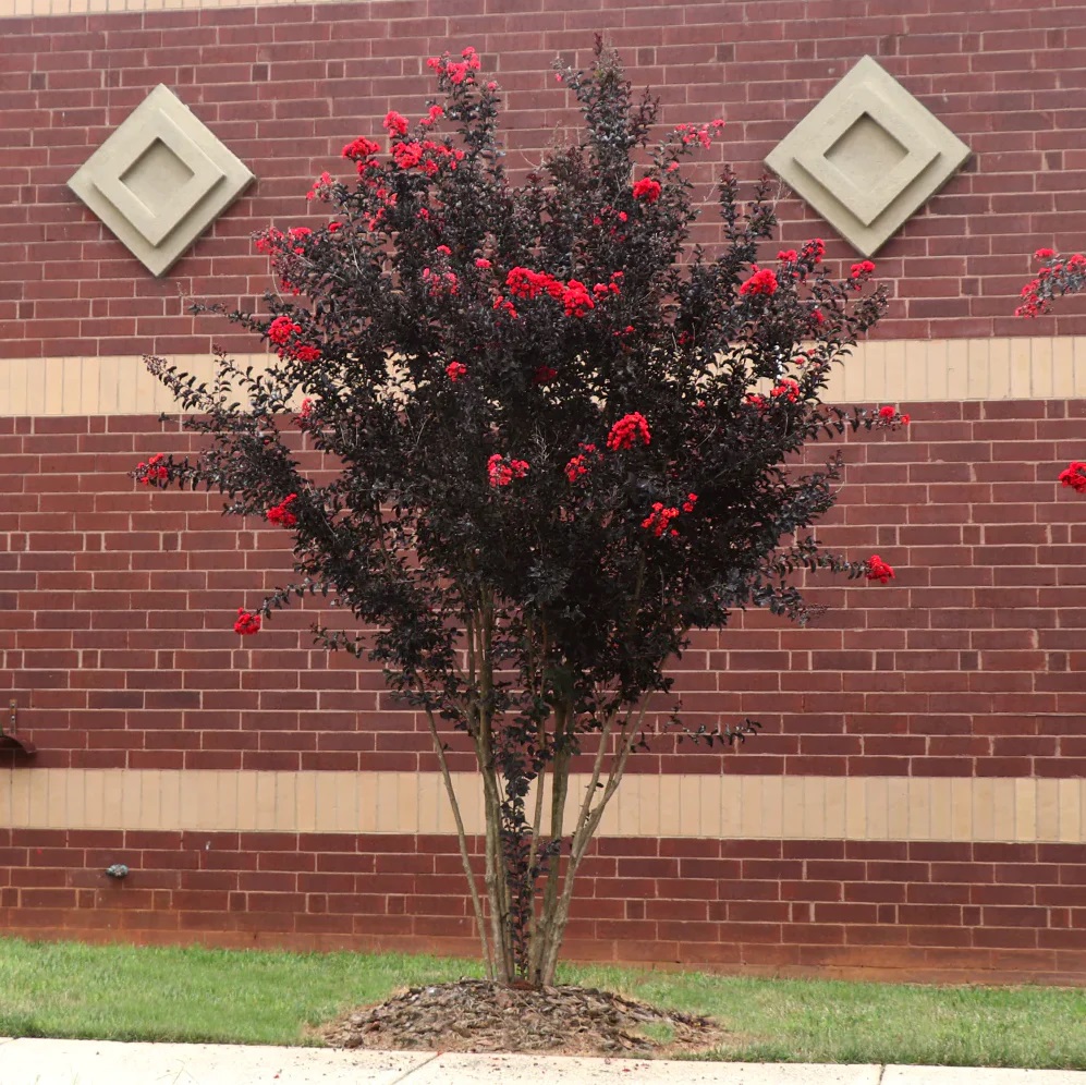 bestredcrapemyrtle_690cde20-60d5-4ccd-b9bd-37f445210fc6_1600x