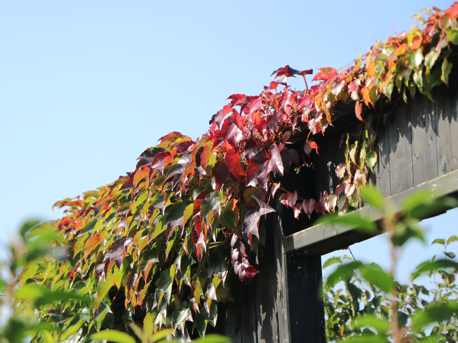 Dreilappige Jungfernrebe ‘Veitchii Robusta’ – Parthenocissus tricuspidata ‘Veitchii Robusta’