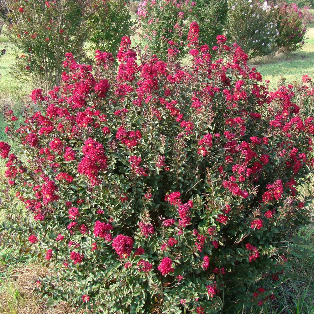 lagerstroemia_20double_20feature_202_-_28de80_-_104522ea32f2195eb7e347fd6a6e4e8a290effd9