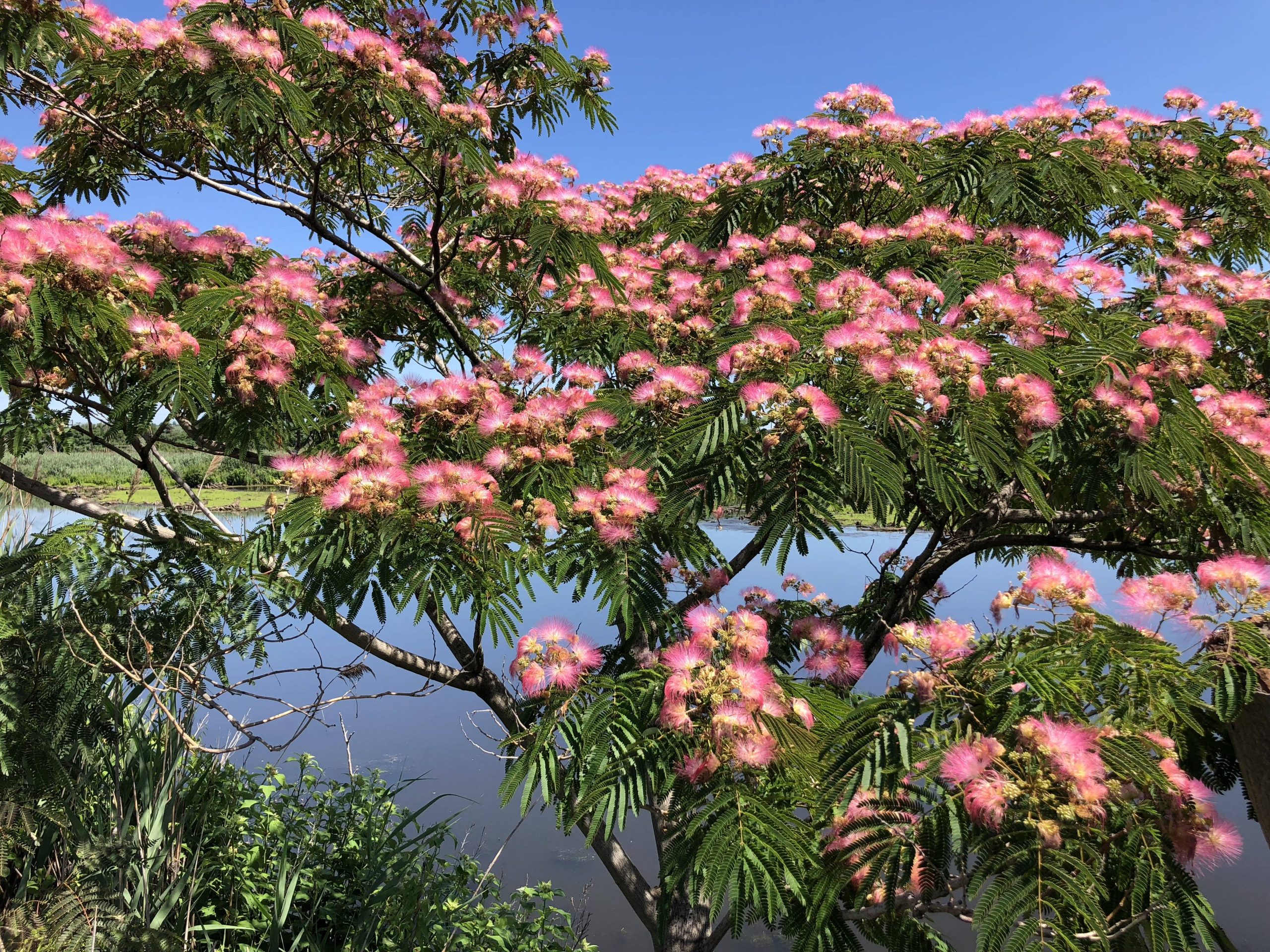 ombrella-mimosa5-scaled