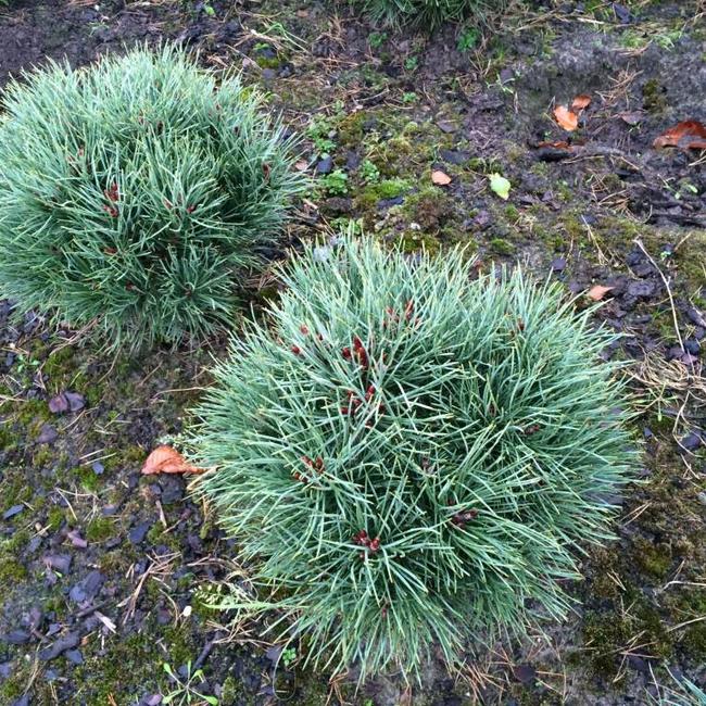 pinus-sylvestris-compressa