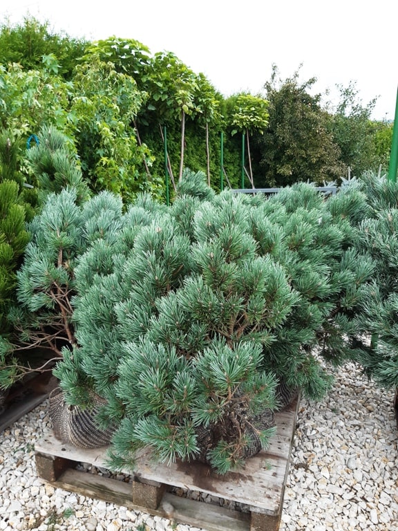 pinus_sylvestris_compressa_2-min