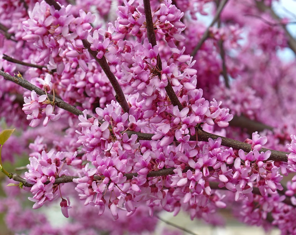 redbudflowers_1024x1024