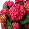 Гортензія крупнолиста Endless Summer Love Red